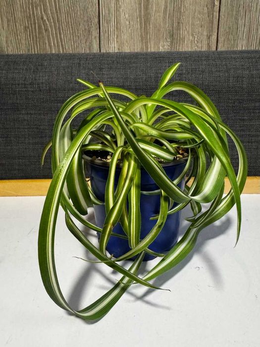 Хлорофитум кудрявый (Бонни)