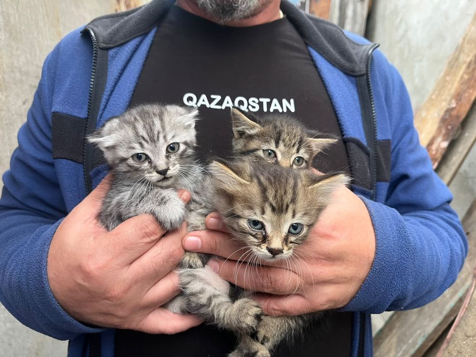 Отдам котят в добрые руки