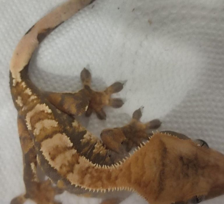 Реснитчатый бананоед