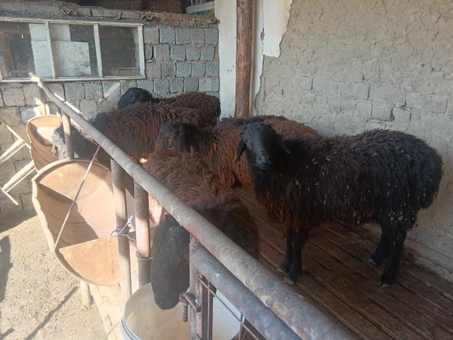 Қозы қошқар,  бордақы