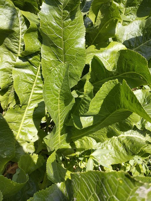 Продам листья хрена, район Саяхата.