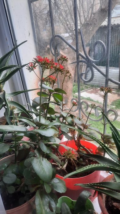 Продам комнатные растения