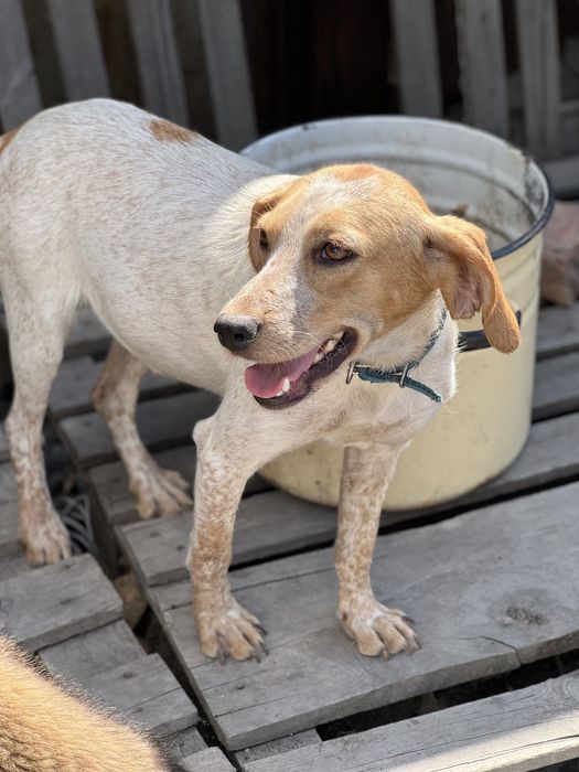 Собака в хорошие руки