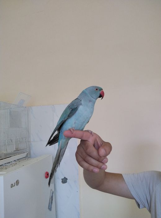 Ажрлавая куш ручной