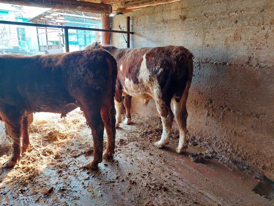 Буха огыз семыз бордахы