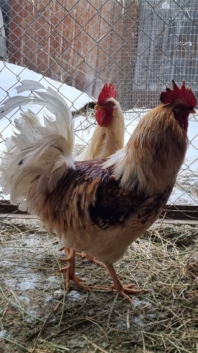 Продам петухов либо обмен