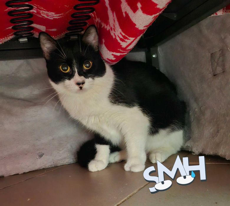 Adoptie pisica castrata Seherezada