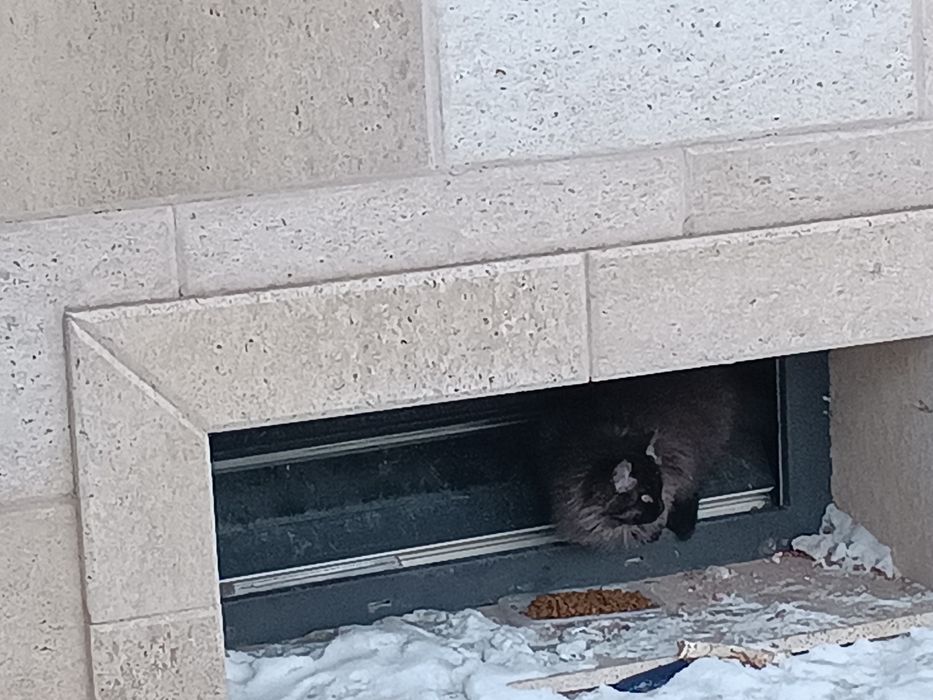 В хорошие руки котёнок девочка