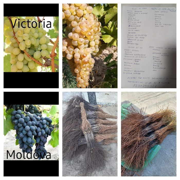 Butași viță de vie Altoita și Hibrida anul 2 și 3 diverse soiuri