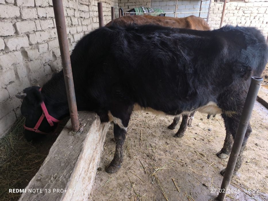 Сиыр бұзаумен коровы