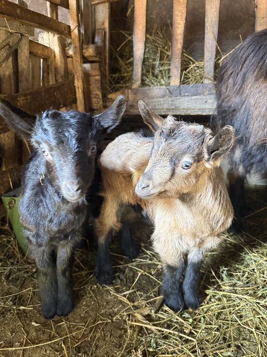 Vand capră la a doua fătare impreuna cu iezii