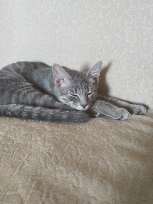 Котенок в хорошие руки