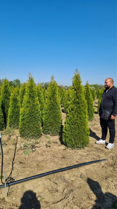 Vând Plante ornamentale orice specie