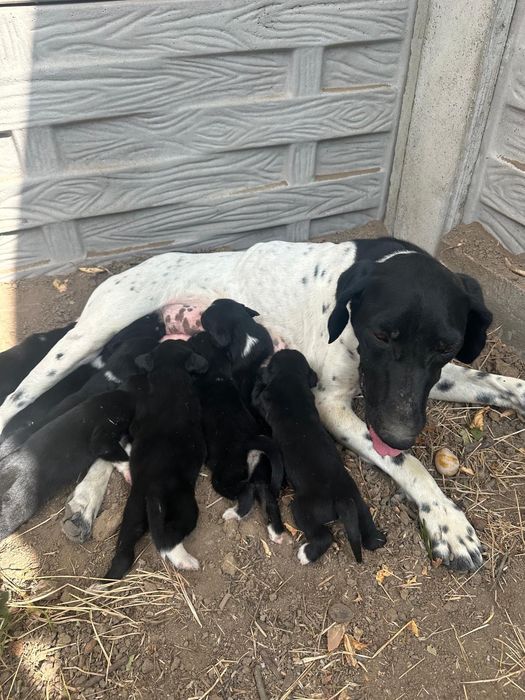 Dau spre adopție căței Brac German