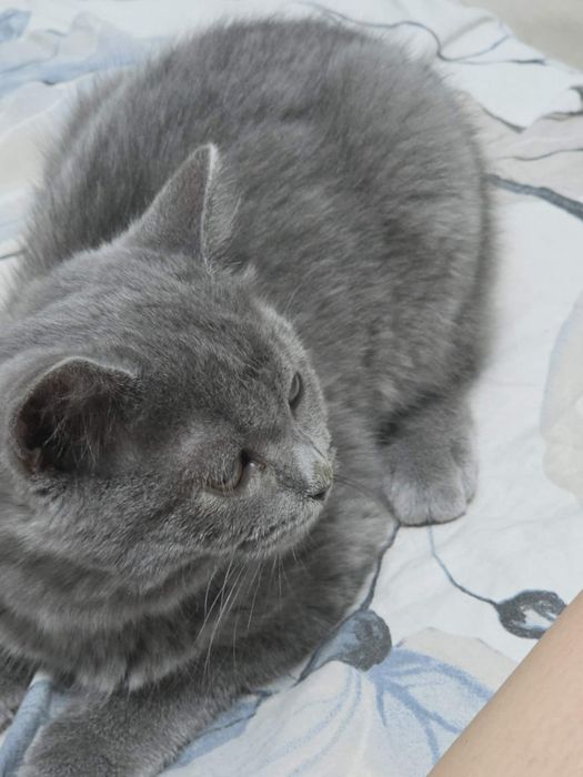 Британско коте мъжко