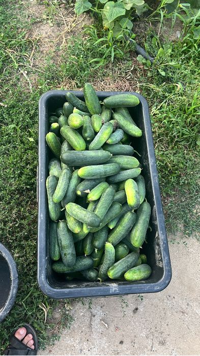 Продам домашиние огурцы