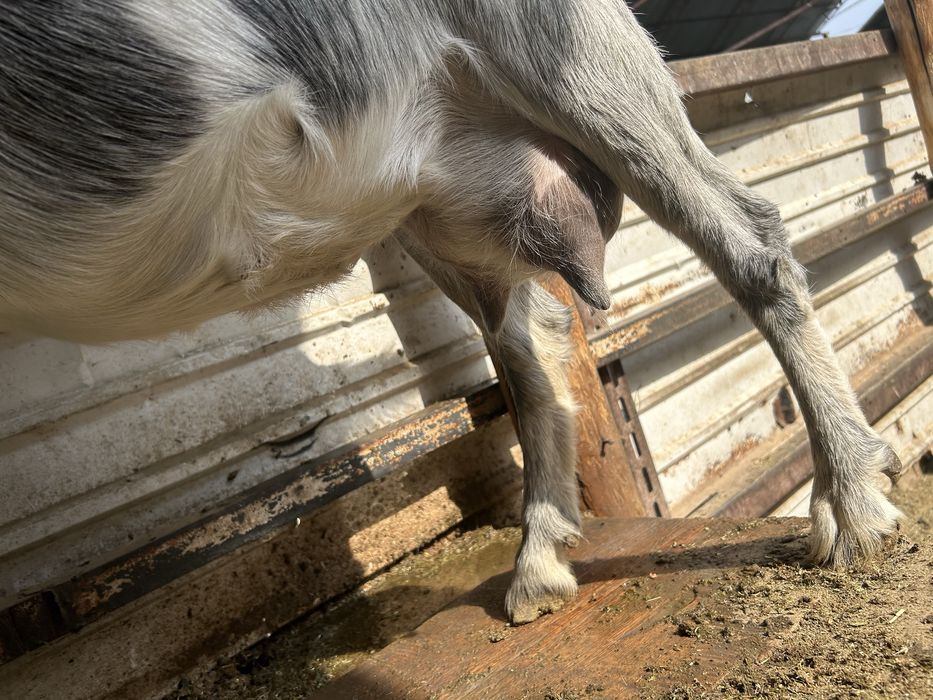алпиский ешкилер лактар сатылады