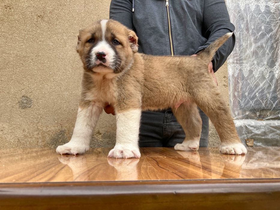 Щенок Туркменского Алабая ( чистокровный )