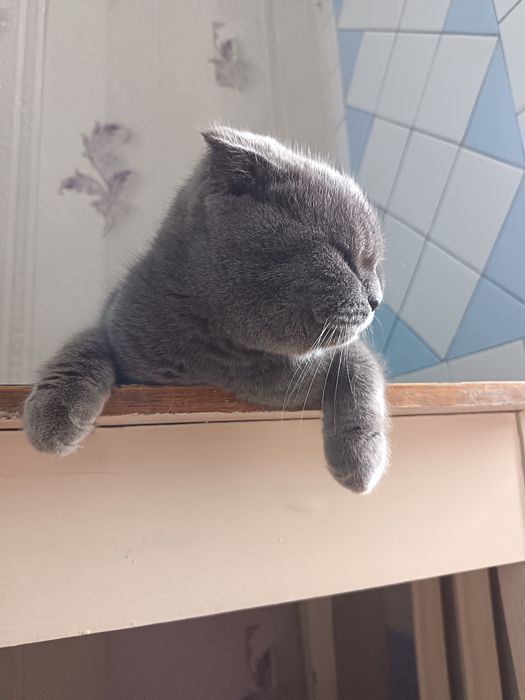 Skotish fold шотландский скоттиш фолд мальчик