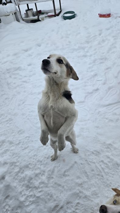 Donez Cățel spre adopție