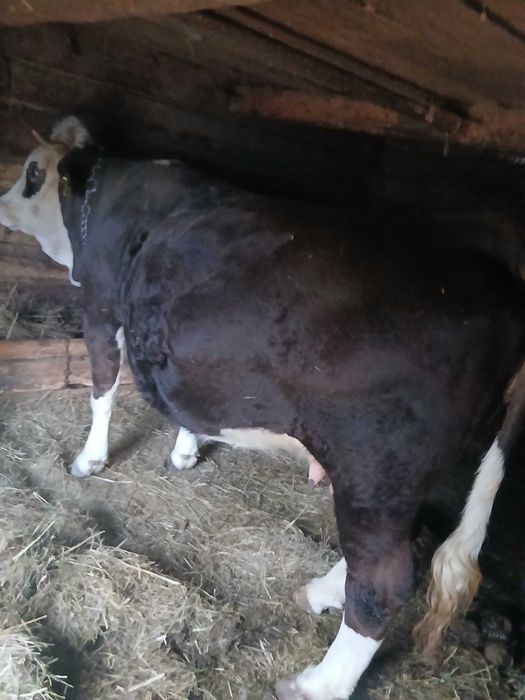 Vând Junincă Gestantă