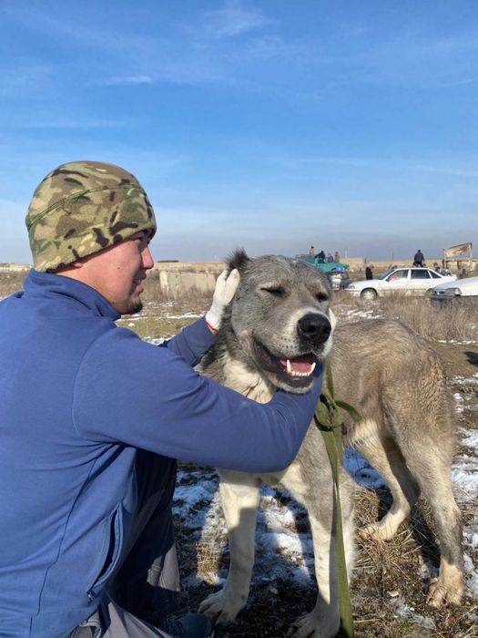 Собака ит боец ит
