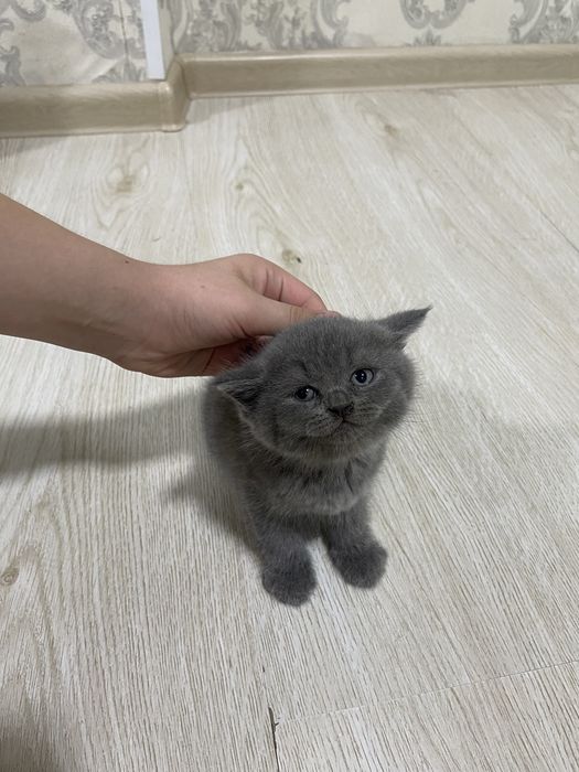 Британские котята