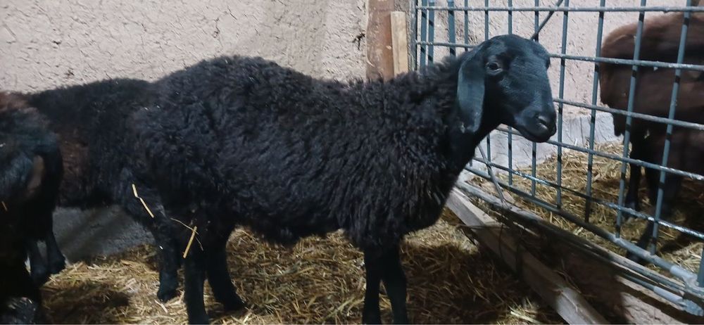 6oylik qozila sotiladi