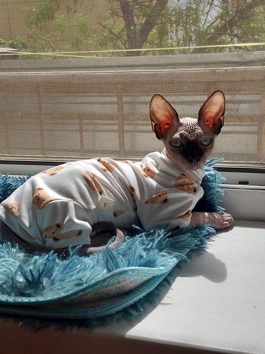 Кот,Канадский сфинкс, ищет невесту
