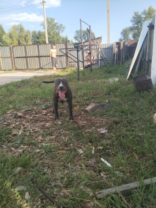 Питбуль на вязку