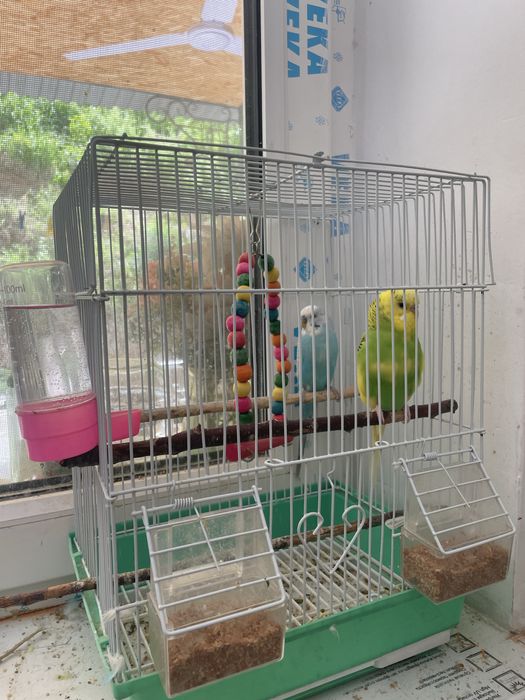 Попугай домашние