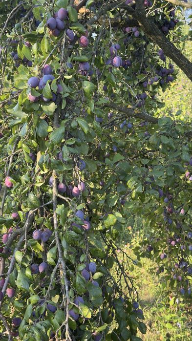 Prune pentru tuica