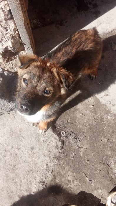 Продам щенка  помесь