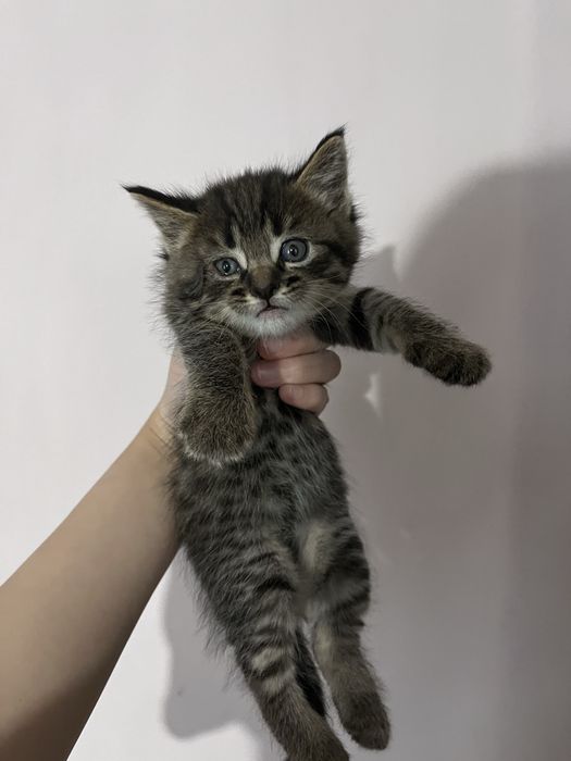 Котята милые спокойные