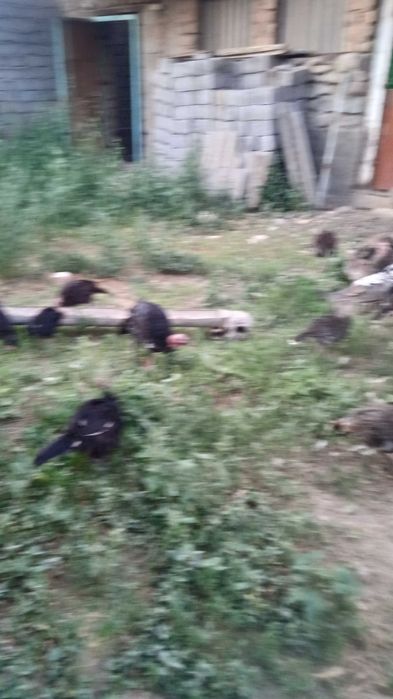 Куркалар сотилади 62 она-бола аралаш срочно