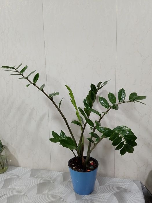 Цветок "Замиокулькас".