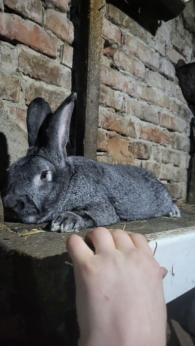 Продам крала..краликав