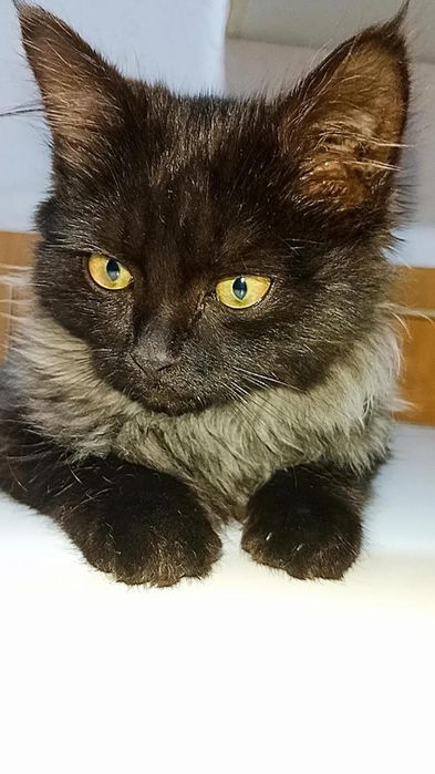 Шикарный котёнок