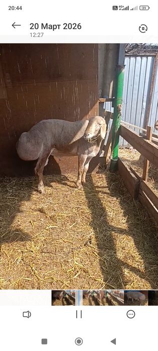 Кочкар арашан продам