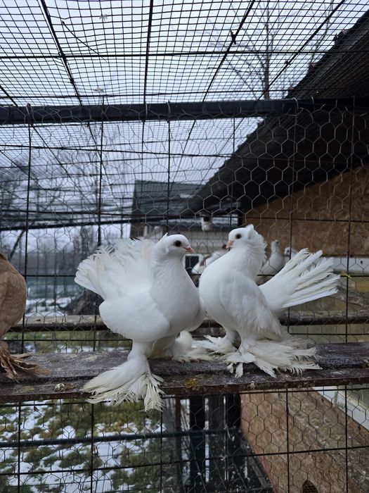 Porumbei rostow,siberieni,nordcaucazieni