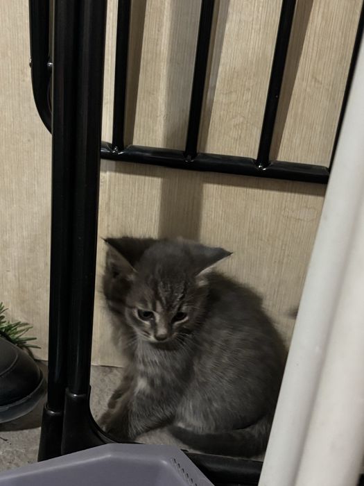 Милые котята ищут свой дом