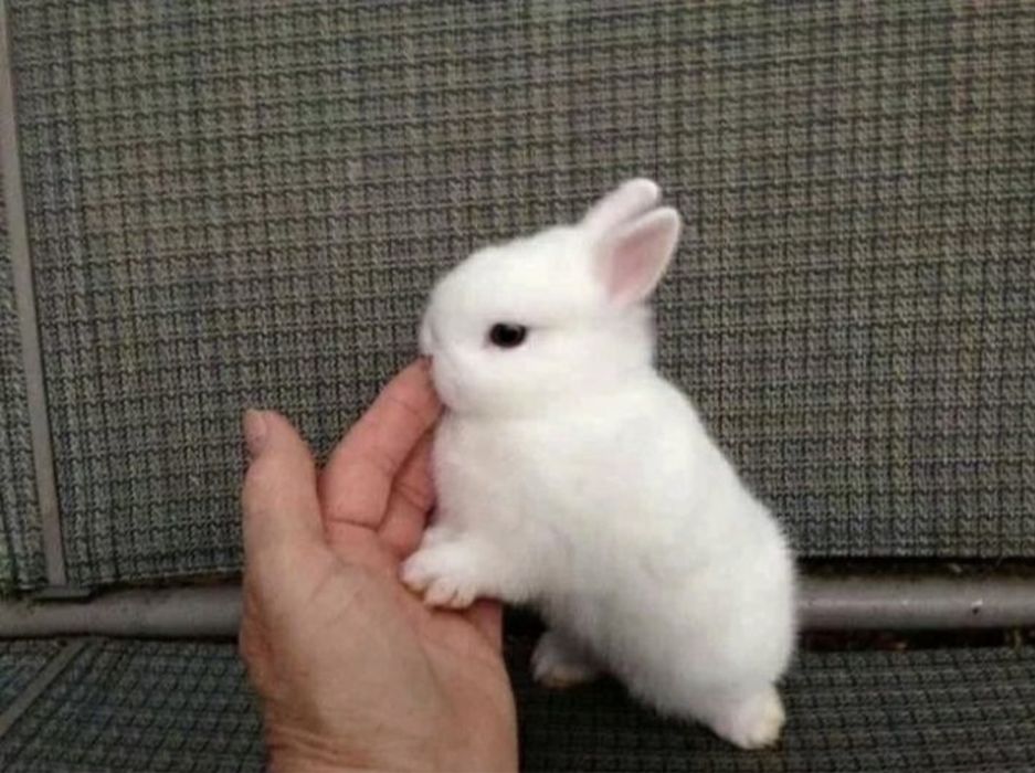 Декоративные кролики