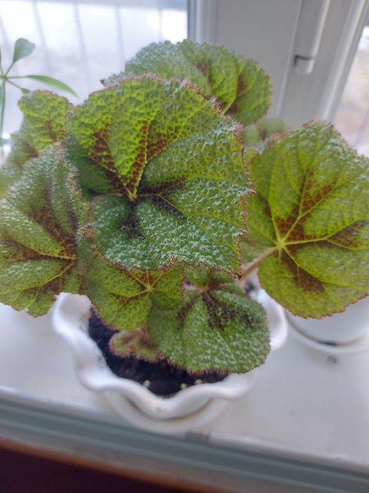 Цветы Аксукенте домашные  красивыие