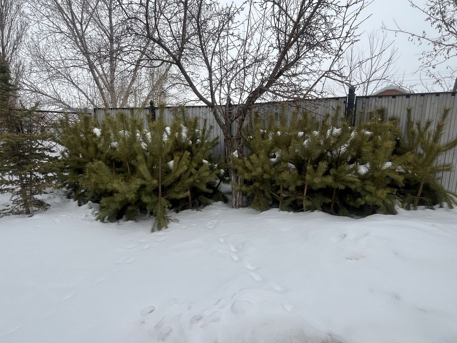 Сосна!По сниженной цене!