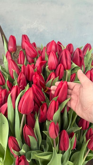 Тюльпаны оптом Астана