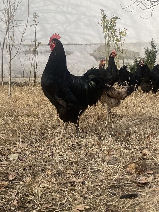 qora shaxzoda sotiladi