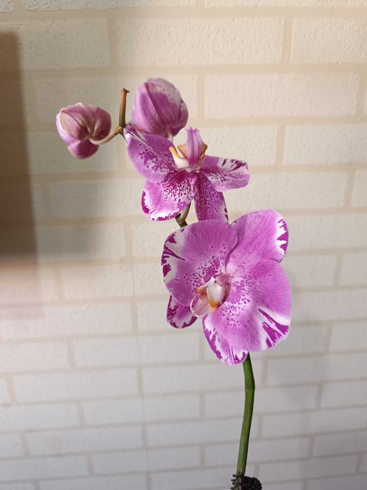 Орхидея фаленопсис