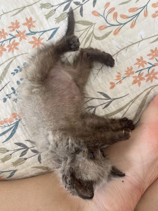 Котенок в добрые руки бесплатно
