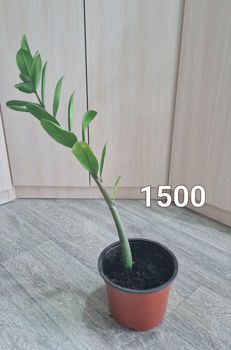 Комнатные растения