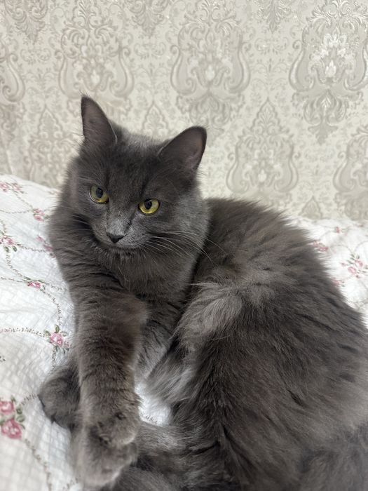отдам кошку в добрые руки